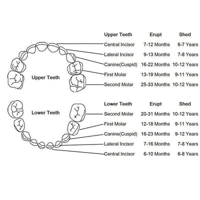 Kids Tooth Box Organizer
